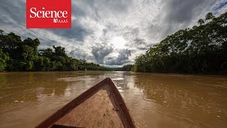 Making contact The isolated tribes of the Amazon rainforest [upl. by Simson]