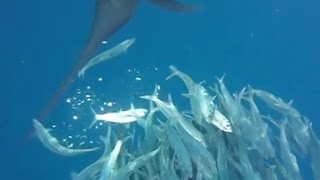 Sailfish Hunting Sardines Normal amp Slow Motion Attacks [upl. by Nnauol]