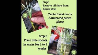 How To Propagate Carnations From a Bunch of Cut Flowers [upl. by Dich]