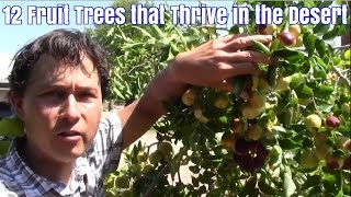 12 Fruit Trees that Thrive in the Desert with Little Care [upl. by Airotnes]