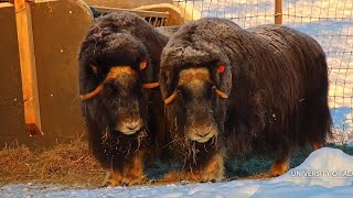 Muskoxen Kiwi and Mulan looking cute 20231209 muskox cam exploreorg [upl. by Ixel]