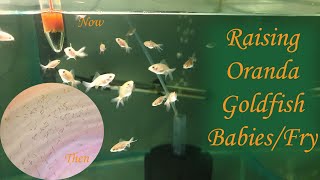 How To Raise Goldfish Fry  Goldfish Fry Care  Goldfish Fry Growth  Best Food For Fry Growth [upl. by Lisbeth]