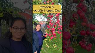 Beautiful apple 🍎 trees in Sweden 🇸🇪 🥰 shorts apple telugu nature trending telugu [upl. by Wendalyn600]