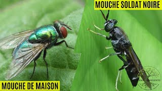 Quelles sont les différences entre la mouche soldat noire et la mouche de maison [upl. by Notserk]