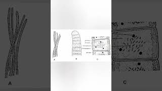 Oscillatoriaoscillatoria algae bsc important species shorts botany biology [upl. by Adelle147]
