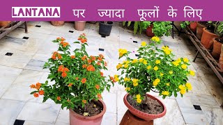 Lantana पर ज्यादा फूलों के लिए बस एकबार तुरंत डाल दो Lantana plant bumper flowering tips [upl. by Naahs]