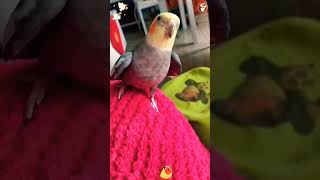 Cuteness of Parrots shortfeed shortsfeed youtubeshorts [upl. by Lorrayne]