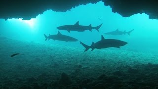 Diving Malapascua Island Philippines [upl. by Foy]