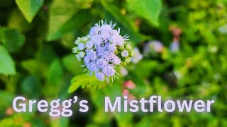 Greggs Mistflower for Monarch and Queen butterflies  a Texas Native flowering perennial [upl. by Zetnom]