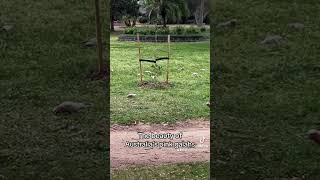 The beauty of Australia’s pink galahs birds drdianelesleywebster simplestepsforhappiness [upl. by Det]