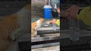 Please help and love stray cats ❤️🙏🏻 cat kitten wildcats catlover cute kittycat [upl. by Anauq397]