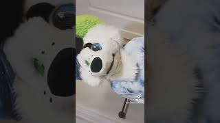 Labyrinth thestupendium labyrinth fursuiter tiktokfurry fursuiting tiktoktrend [upl. by Erlin596]