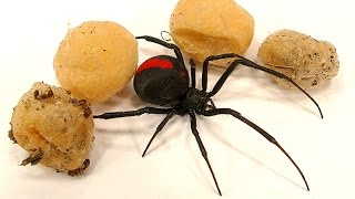 4 Deadly Spider Egg Sacs Whats Inside Is Amazing [upl. by Laeno]