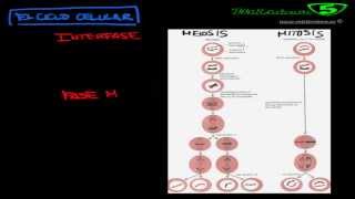 MITOSIS Y MEIOSIS EL CICLO Y LA DIVISION CELULAR [upl. by Krusche35]