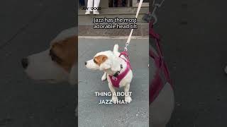 josiethejackrussell has the most adorable head tilt shorts youtubeshorts [upl. by Anilem]