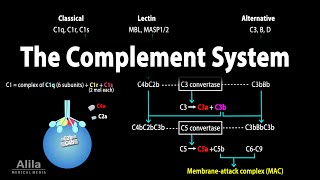 The Complement System Animation [upl. by Riana462]