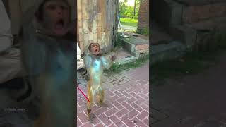 Trained Monkey Show at Lake View Park Islamabad  Bandar ka Tamasha  Shanu Vlogs  shorts bandar [upl. by Eednas216]