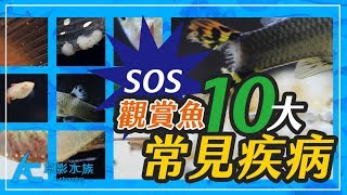 觀賞魚10種最常見的疾病（高畫質影片紀錄解析）Ten common fish diseases of ornamental fish｜養魚人森｜AC草影水族 [upl. by Ruiz]