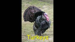 Turkey with Sound Effects  Gobbling Turkey Turkey Sounds Clucks Purrs Yelps [upl. by Hairim573]