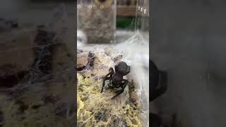 Velvet Spider Eating Fly [upl. by Atiekahs]