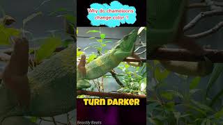 Why do chameleons change color   animals facts animals wildlife [upl. by Brosine]