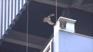 Peregrine Falcon Nest Attacks  Slechtvalkennest aanvallen Falco Peregrinus [upl. by Arrik]