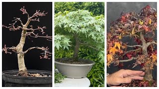 Bonsai Japanischer Ahorn von 202124 Acer Palmatum  Haltung Gestaltung und Pflege [upl. by Tremaine338]