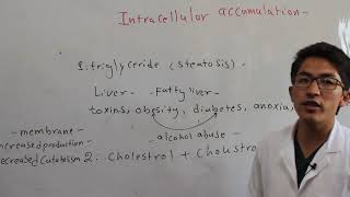 Pathology Intracellular Accumulation Lecture 7  پتولوژی  تجمع مواد در داخل حجره [upl. by Rehpetsirhc]