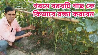 গরমে বরবটি গাছের পরিচর্যা।।save cowpea from heat waves borboti chas [upl. by Brill496]