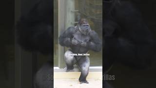 Huge Silverback Gorilla Vocalization amp Massive Chest Beating gorilla shabani [upl. by Llenreb720]