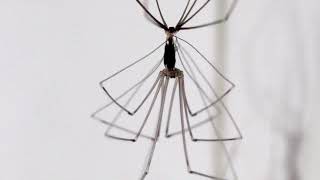 Daddy Long Legs  Cellar Spider Spider Molting [upl. by Eedahs15]