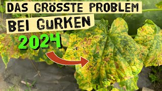 Jetzt schnell handeln Flecken auf Gurkenblättern  Falscher Mehltau oder Gurken Mosaik Virus [upl. by Valenta532]