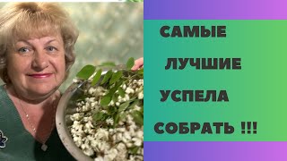 САМЫЕ ЛУЧШИЕ ФИТОЧАИ  Успела собрать до дождя … [upl. by Zak183]