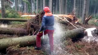 Very Dangerous tree felling Chainsaw Husqvarna 560 XP [upl. by Halsy]