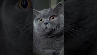 Cat reaction to storm outside 😮 cat cats catvideos catshorts [upl. by Aynna]