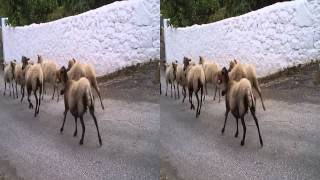 ΠΡΟΒΑΤΑ ΣΤΟ ΧΩΡΙΟ 3D ΠΥΛΑΡΟΣ ΚΕΦΑΛΟΝΙΑ  SHEEPS IN ΤΗΕ VILLAGE 3D PYLAROS KEFALONIA [upl. by Yousuf]