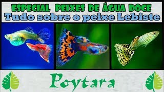 Tudo sobre o peixe Lebiste Especial Peixes de Água Doce [upl. by Correna]