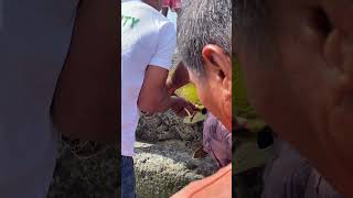 Pawikan na rescue ng mga drivers sa Sipaway Island simplelifeintheprovince pawikan seaturtles [upl. by Fredette614]