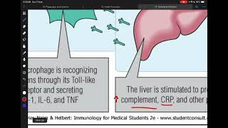 Immunology L15 C12 Phagocytes and cytokines p1 [upl. by Ivgnout]