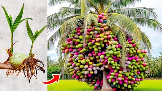 Unique Skill Planting How Coconut Trees Grow Faster Grafting Very fruitful [upl. by Drarej]