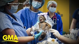 Baby orangutan born at Florida zoo [upl. by Thomsen]