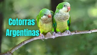 Cotorras Argentinas Cantando 😍🦜Canto de la Cotorra Argentina [upl. by Jr590]