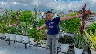 Terrace Garden 🪴  Rearrangement almost done vlog133 [upl. by Rawna]