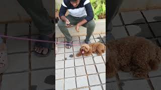 Dog Show In Vijayawada doglover pets vijayawada [upl. by Galer]