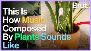 Artist Invents Device That Can Listen To Plant Music [upl. by Aseyt654]