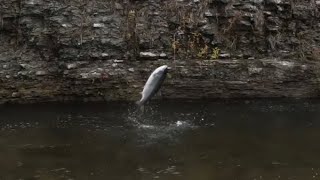 🍂Fall Steelhead fishing after a Rainfall 🍂 [upl. by Loma462]