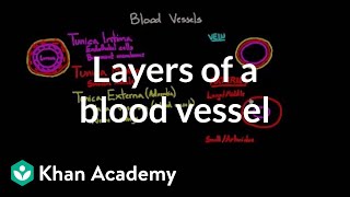 Layers of a blood vessel  Circulatory system physiology  NCLEXRN  Khan Academy [upl. by Noiz]