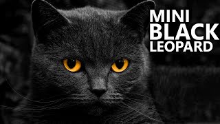 Bombay Cat 101  Learn ALL About Them [upl. by Ducan]