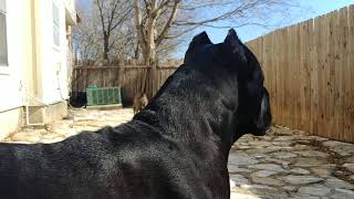 Cane Corso protecting his owner [upl. by Brenton]