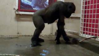 Break Dancing Gorilla at the Calgary Zoo [upl. by Theone]